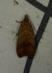 Dichomeris ventrellus