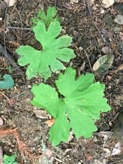 Petasites frigidus