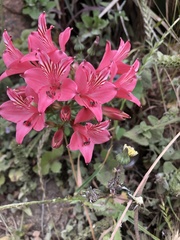 Alstroemeria ligtu ligtu