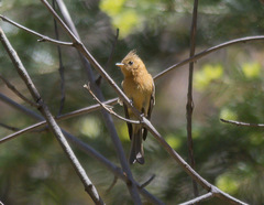 Mitrephanes phaeocercus