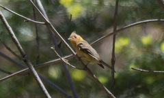 Mitrephanes phaeocercus