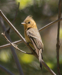 Mitrephanes phaeocercus