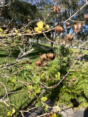 Lagerstroemia subcostata