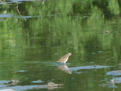 Calidris pusilla