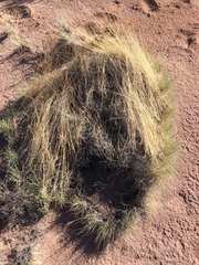 Muhlenbergia torreyi