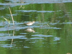 Calidris pusilla