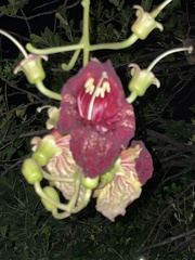 Kigelia africana