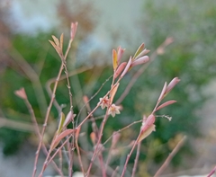 Phyllanthus polygonoides