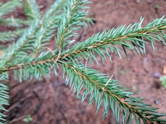 Pinaceae