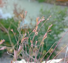 Phyllanthus polygonoides