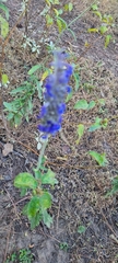 Salvia lavanduloides