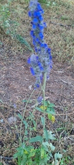 Salvia lavanduloides