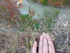 Phyllanthus polygonoides