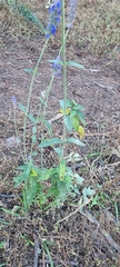 Salvia lavanduloides