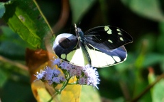 Lieinix nemesis nayaritensis
