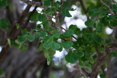 Haematoxylum brasiletto