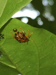 Agomadaranus pardaloides