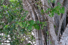 Haematoxylum brasiletto