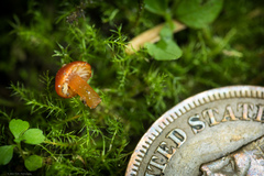 Hygrocybe minutula