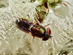 Odontomyia decipiens