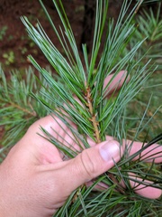 Pinus