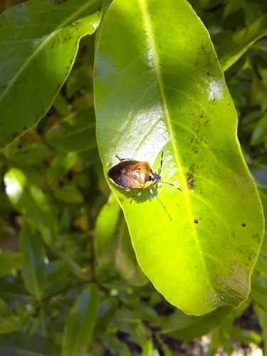 Photo of Pittosporum shield bug (Monteithiella humeralis)