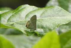 Catopyrops florinda