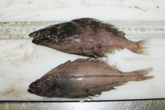 Reinhardtius hippoglossoides