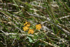 Bupleurum
