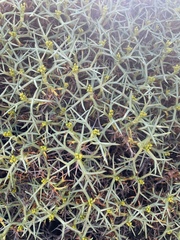 Azorella prolifera