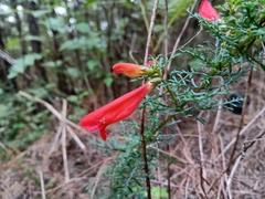 Lamourouxia multifida