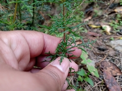 Lamourouxia multifida