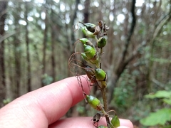 Lamourouxia multifida