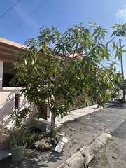 Mangifera indica
