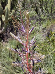 Puya coerulea