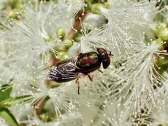 Odontomyia decipiens