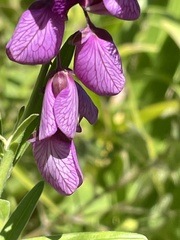 Polygala virgata