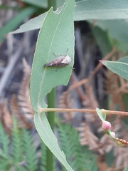 Brunotartessus fulvus