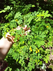 Hippocrepis emerus