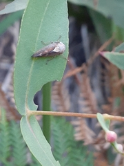 Brunotartessus fulvus