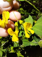 Hippocrepis emerus