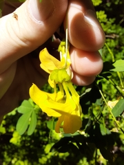 Hippocrepis emerus