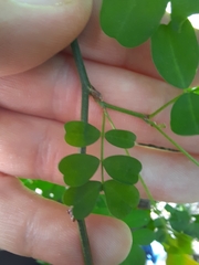 Hippocrepis emerus