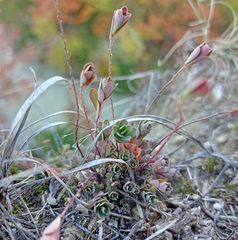 Phyllanthus polygonoides
