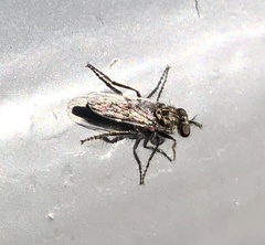 Backomyia