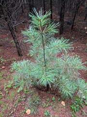 Pinus