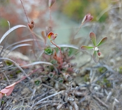 Phyllanthus polygonoides