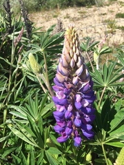 Lupinus polyphyllus