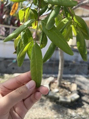 Dimocarpus longan