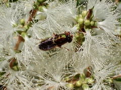 Odontomyia decipiens
